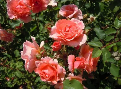 Разнообразные размеры и форматы для фото розы алибаба