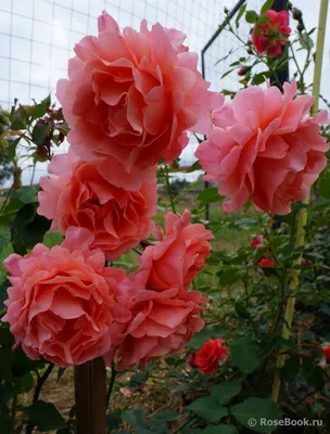 Привлекательная роза алибаба - выберите желаемый формат изображения