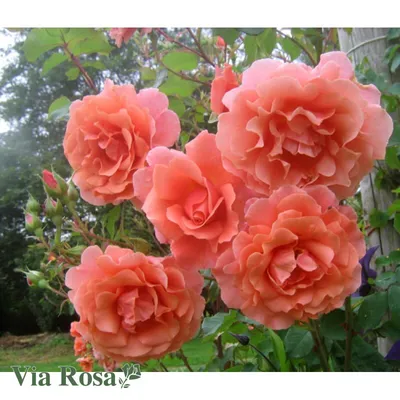 Уникальная роза алибаба - разные размеры для любых потребностей