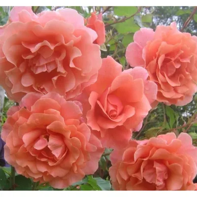 Роза алибаба в высоком разрешении - скачайте в формате jpg, png, webp