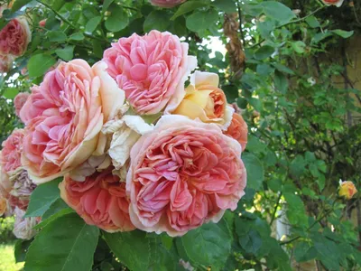 Фото розы алхимик: скачать в jpg различных размеров