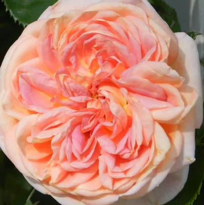 Изображение розы алхимик в webp: доступные форматы изображения для скачивания