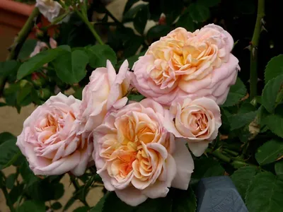 Фотка розы алхимик в png: выберите размер изображения для скачивания