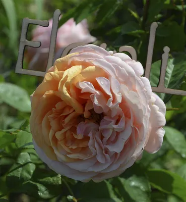 Фотка розы алхимик: скачать фото в png