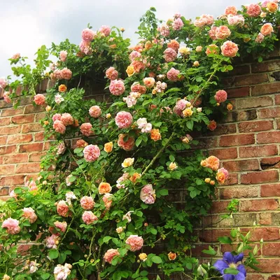 Изображение розы алхимик в png: доступные размеры изображения для скачивания