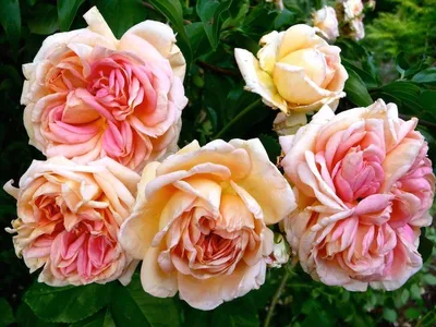 Великолепное изображение розы Роза алхимист