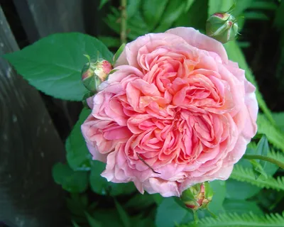Красивое фото розы Роза алхимист