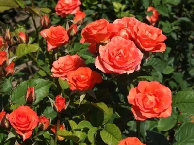 Фото розы с возможностью выбора размера и формата