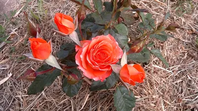 Картинка розы с настройками размера и формата