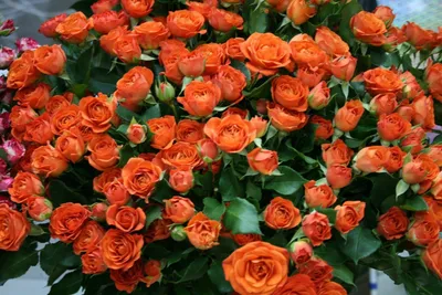 Фото розы в формате jpg и возможностью выбора размера