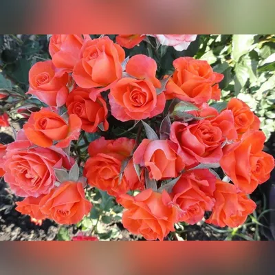 Фотография розы с опцией выбора формата изображения