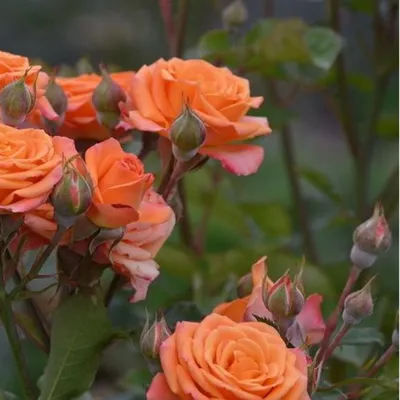 Фото розы со свободным выбором формата изображения
