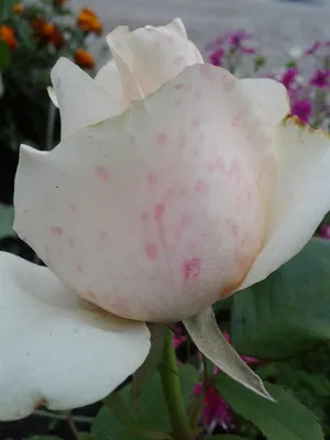 Фотка розы с настройками размера и формата изображения