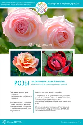 Фотка розы: загрузка в формате webp