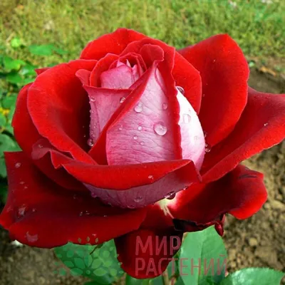 Фотография розы аллилуйя в формате png