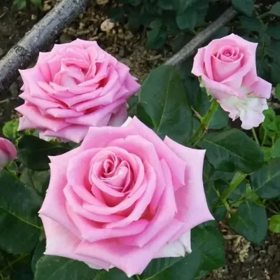 Увеличьте размер фото розы аллилуйя по вашему желанию