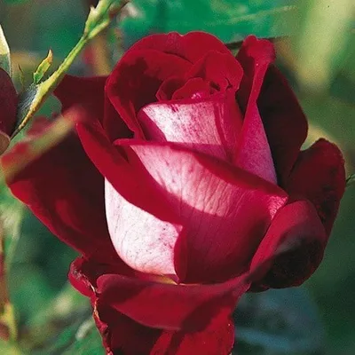Уникальное изображение розы аллилуйя для вашего вдохновения