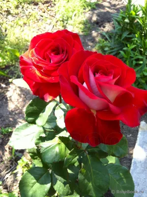 Фотография розы аллилуйя: прекрасное дополнение к вашей коллекции