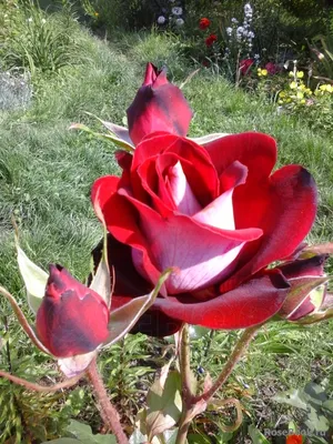 Роза аллилуйя в стиле живописи: доступное скачивание в формате jpg