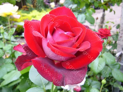 Изображение культовой розы аллилуйя: приносит радость на любом устройстве