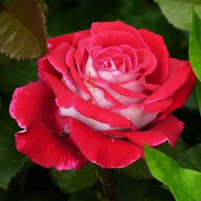 Фото розы аллилуйя с эффектом 3D