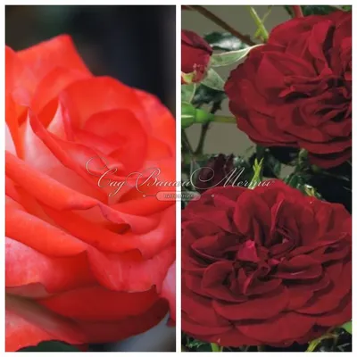 Увеличьте детали розы аллилуйя с помощью высокого разрешения