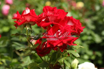 Изображение розы аллилуйя в формате webp для загрузки