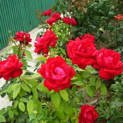 Восхитительная роза аллилуйя, запечатленная на фотографии