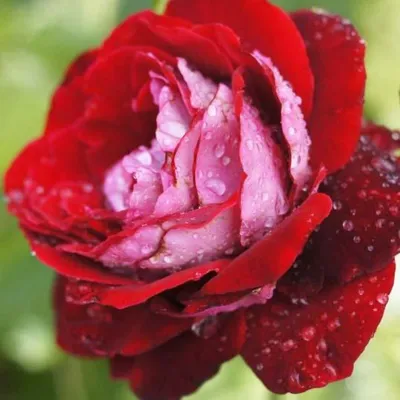 Фотография розы аллилуйя в формате png для использования в дизайне