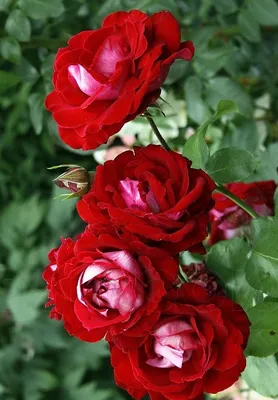 Окунитесь в красоту с этой уникальной фотографией розы аллилуйя