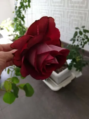 Роза аллилуйя в высочайшем качестве для идеального изображения