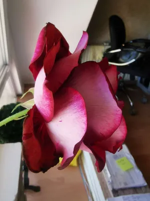 Очаровательное изображение розы аллилуйя для печати на холсте