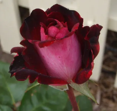 Фото розы аллилуйя: достойное внимания изображение для вашего блога