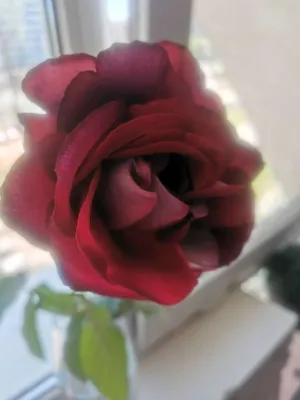 Изображение розы аллилуйя: сохраните красоту навсегда