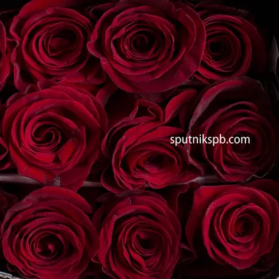 Фото розы аллилуйя, которое олицетворяет любовь и страсть
