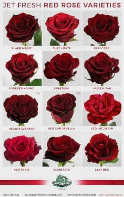 Картинка розы аллилуйя: прекрасный подарок для ваших близких