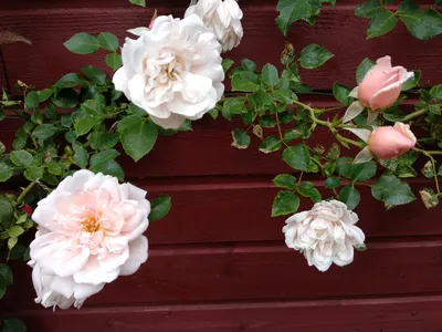 Изображение розы аллилуйя: сохраните его на своем устройстве