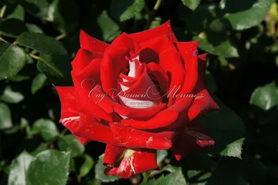 Фото розы аллилуйя в высоком качестве