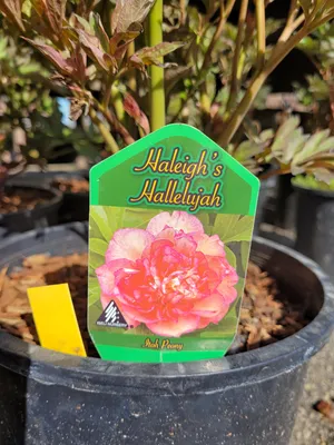 Уникальное изображение розы аллилуйя: прекрасное дополнение к вашей галерее