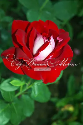 Фотка розы аллилуйя: красота и грация в каждой детали