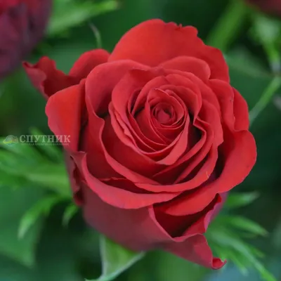 Изумительное фото розы альтамира