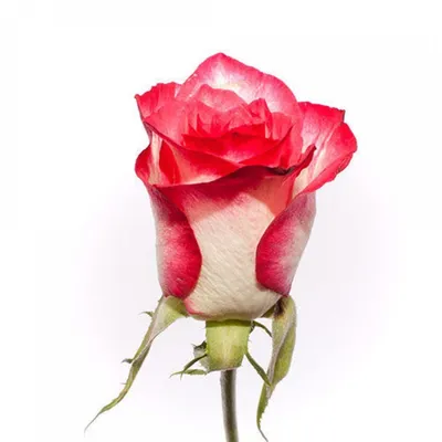 Удивительная картина розы альтамира для вас