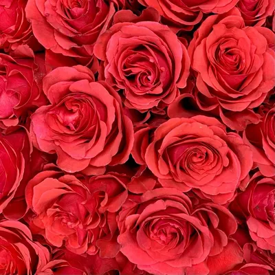 Фотография розы альтамира, которая оставит вам долгое впечатление
