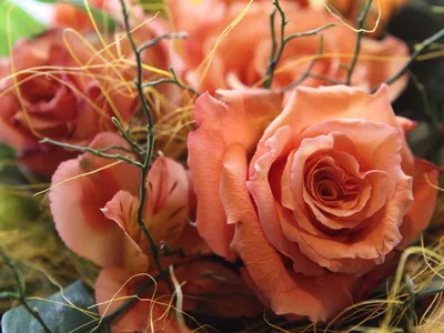 Очаровательное изображение розы альтамира в высоком качестве
