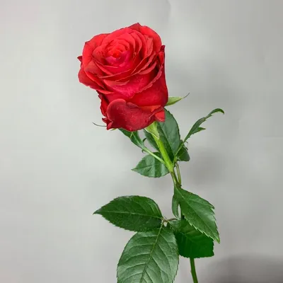 Чудесная роза альтамира для вашего вдохновения