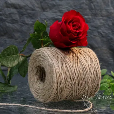 Фотография розы альтамира, чтобы добавить красоты в вашу жизнь