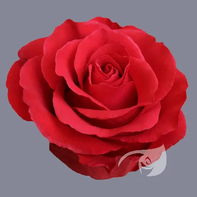 Уникальная картина розы альтамира