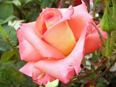 Изысканное изображение розы альтамира, готовое к скачиванию