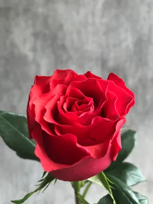 Фотка розы альтамира, чтобы оживить ваш экран