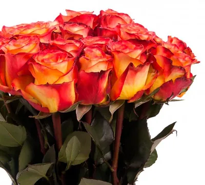 Прекрасная розовая роза альтамира на ваш выбор